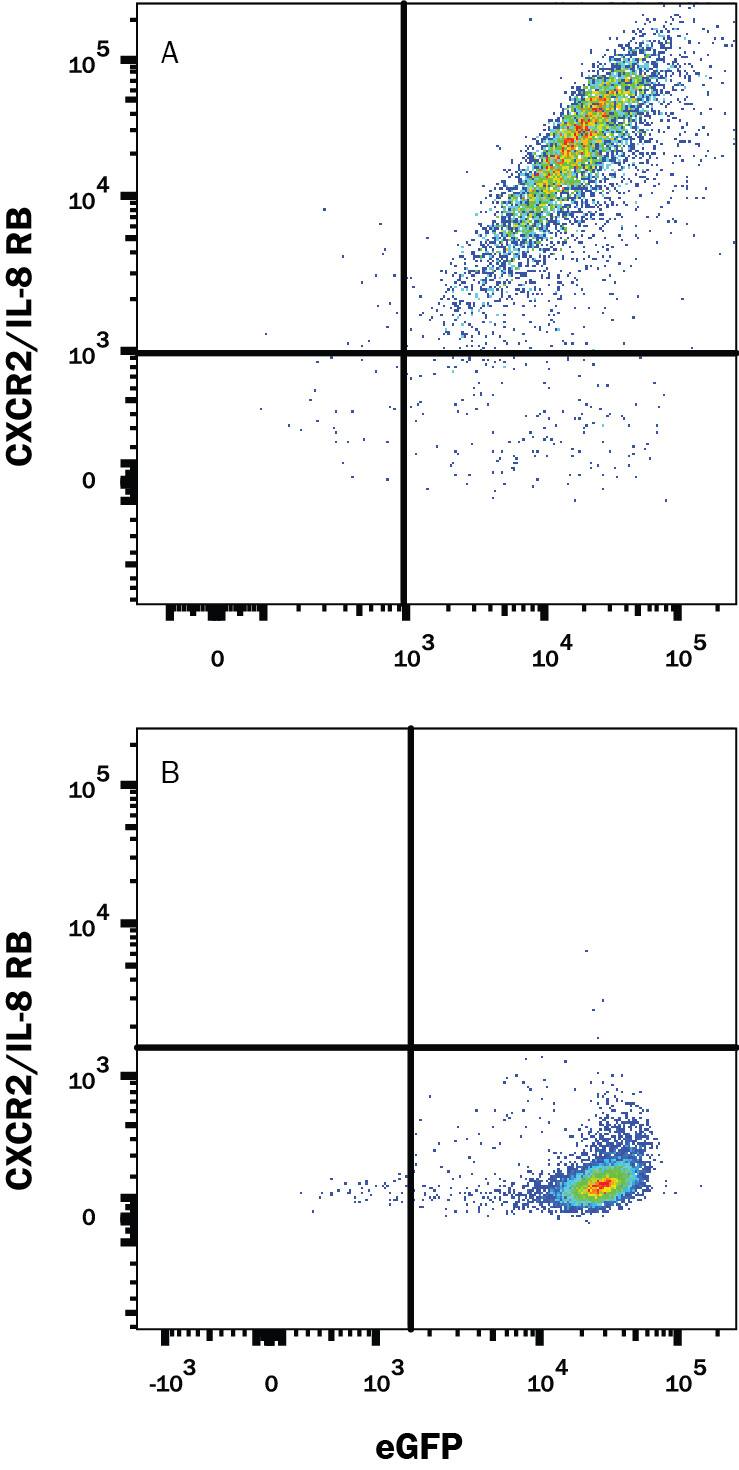 HEK293 human embryonic kidney cell line transfected with either (A) mouse CXCR2/IL-8 RB or (B) mouse CXCR1/IL-8 RA and eGFP was stained with Rat Anti-Mouse CXCR2/IL-8 RB PE-conjugated Monoclonal Antibody (Catalog # FAB2164P). Quadrant markers were set based on control antibody staining (Catalog # IC005P). View our protocol for Staining Membrane-associated Proteins.
