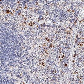 Immunohistochemistry CXCR2/IL-8RB Antibody (242216) [Unconjugated]