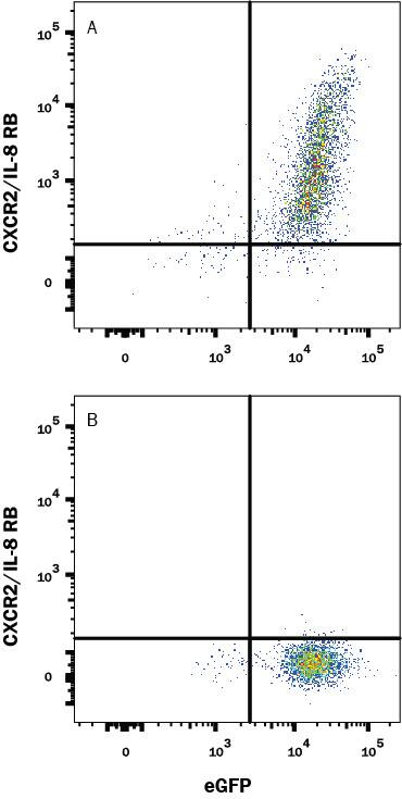 HEK293 human embryonic kidney cell line transfected with either (A) rat CXCR2/IL-8 RB or (B) irrelevant transfectants and eGFP was stained with Mouse Anti-Rat CXCR2/IL-8 RB Monoclonal Antibody (Catalog # MAB8110R) followed by APC-conjugated Anti-Mouse IgG Secondary Antibody (Catalog # F0101B). Quadrant markers were set based on control antibody staining (Catalog # MAB0041). View our protocol for Staining Membrane-associated Proteins.