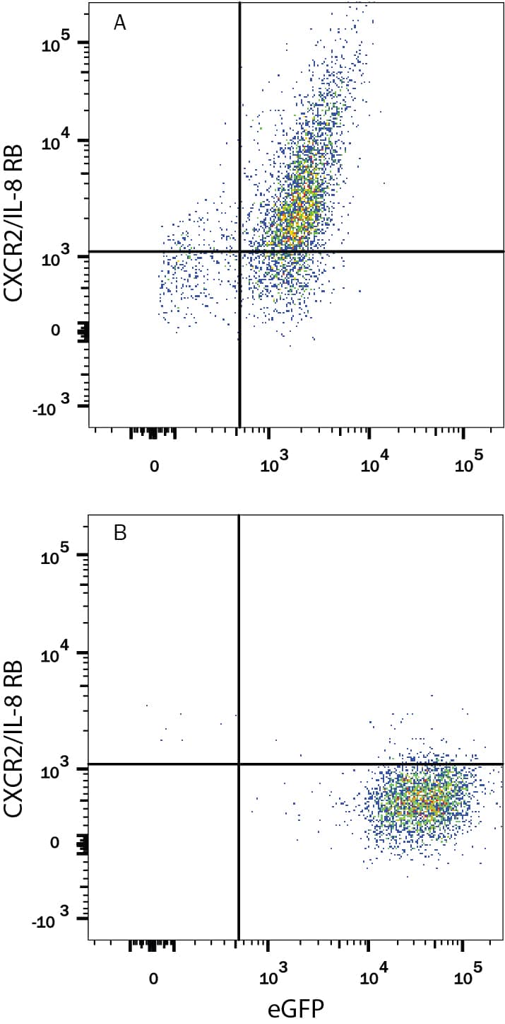 HEK293 human embryonic kidney cell line transfected with either (A) rat CXCR2/IL-8 RB or (B) irrelevant transfectants and eGFP was stained with Mouse Anti-Rat CXCR2/IL-8 RB Monoclonal Antibody (Catalog # MAB8110) followed by Phycoerythrin-conjugated Anti-Mouse IgG Secondary Antibody (Catalog # F0102B). Quadrant markers were set based on control antibody staining (Catalog # MAB004). View our protocol for Staining Membrane-associated Proteins.