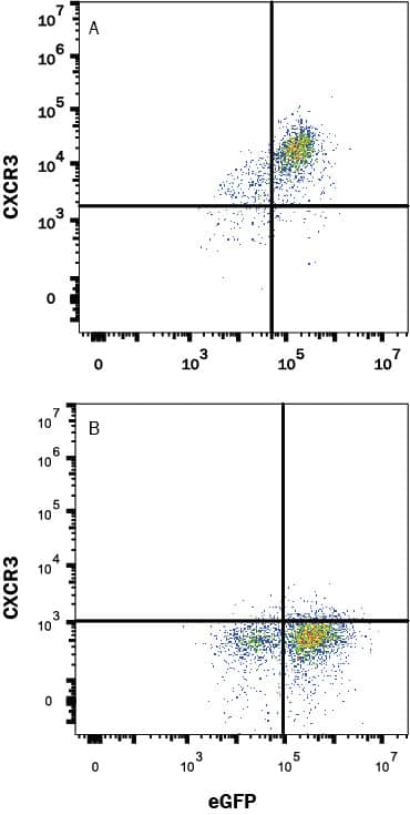HEK293 human embryonic kidney cell line transfected with (A) human CXCR3 or (B) irrelevant transfectants and eGFP was stained with and either Mouse Anti-Human CXCR3 Monoclonal Antibody (Catalog # MAB160R) followed by APC-conjugated Anti-Mouse IgG Secondary Antibody (Catalog # F0101B). Quadrant markers were set based on Mouse IgG1 Flow Cytometry Isotype Control (Catalog # MAB002). View our protocol for Staining Membrane-associated Proteins.