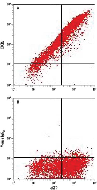 CHO Chinese hamster ovary cell line transfected with rat CXCR3 and eGFP was stained with either (A) Mouse Anti-Rat CXCR3 Monoclonal Antibody (Catalog # MAB8109) or (B) Mouse IgG2BFlow Cytometry Isotype Control (Catalog # MAB0041) followed by Allophycocyanin-conjugated Anti-Mouse IgG Secondary Antibody (Catalog # F0101B).