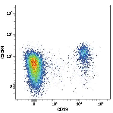 Human peripheral blood lymphocytes were stained with Mouse Anti-Human CXCR4 Alexa Fluor® 488-conjugated Monoclonal Antibody (Catalog # FAB173G) and Mouse Anti-Human CD19 PE-conjugated Monoclonal Antibody (Catalog # FAB4867P). View our protocol for Staining Membrane-associated Proteins.