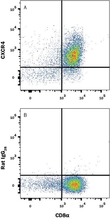 Mouse thymocytes were stained with (A) Rat Anti-Mouse CXCR4 PE-conjugated Monoclonal Antibody (Catalog # FAB21651P) or (B) Rat IgG2Bisotype control antibody (Catalog # IC013P) and Rat anti-Mouse CD8 alpha APC-conjugated Monoclonal Antibody (Catalog # FAB116A). View our protocol for Staining Membrane-associated Proteins.