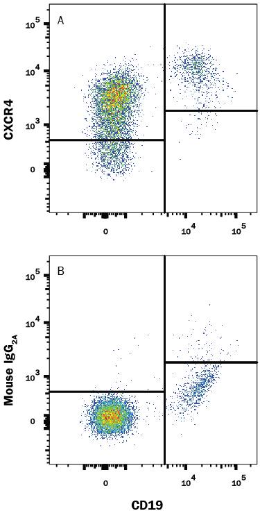 Human peripheral blood lymphocytes were stained with Mouse Anti-Human CD19 APC-conjugated Monoclonal Antibody (Catalog # FAB4867A) and either (A) Mouse Anti-Human CXCR4 Monoclonal Antibody (Catalog # MAB170) or (B) Mouse IgG2AIsotype Control (Catalog # MAB003) followed by Phycoerythrin-conjugated Anti-Mouse IgG Secondary Antibody (Catalog # F0102B). View our protocol for Staining Membrane-associated Proteins.