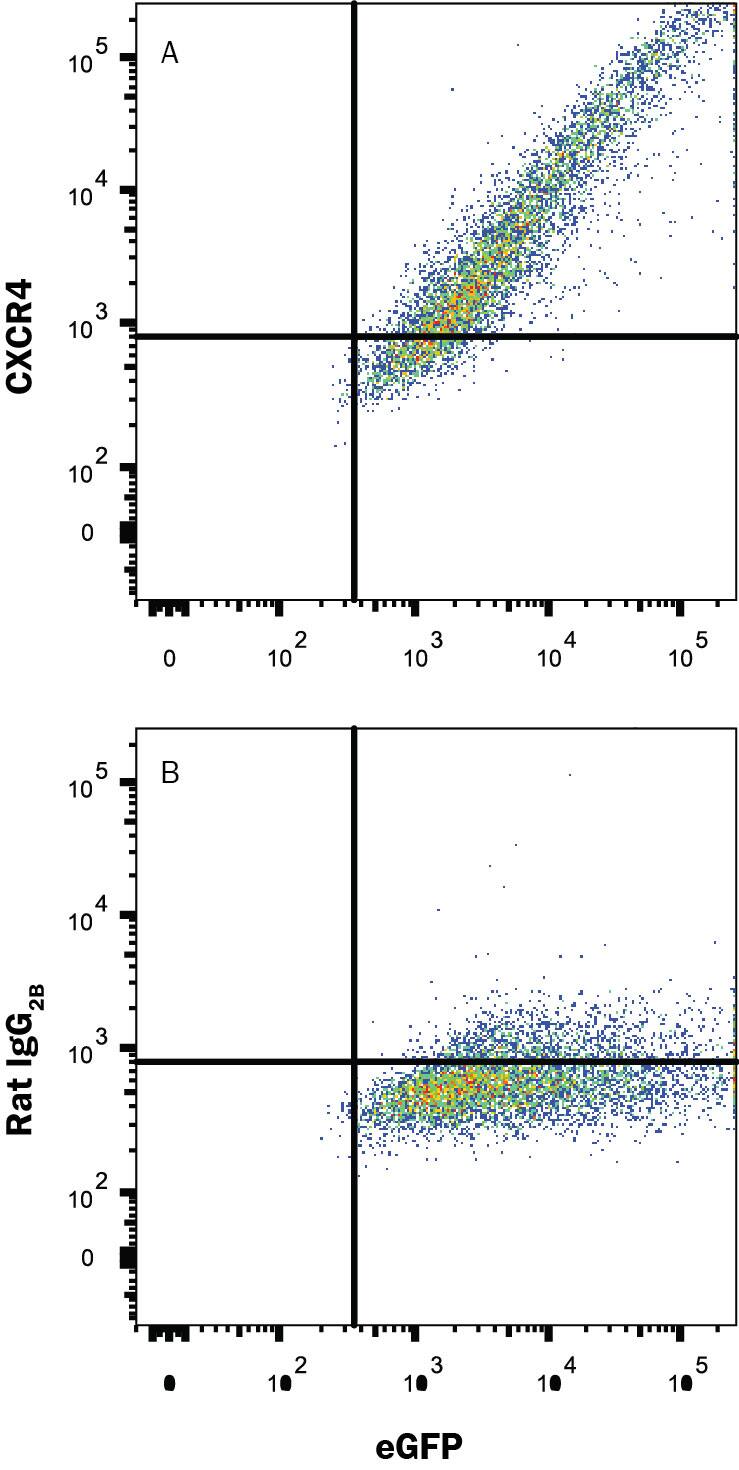 HEK293 human embryonic kidney cell line transfected with mouse CXCR4 and eGFP was stained with (A) Rat Anti-Mouse CXCR4 Monoclonal Antibody (Catalog # MAB21651R) or (B) Rat IgG2B isotype control antibody (Catalog # MAB0061) followed by APC-conjugated Anti-Rat IgG Secondary Antibody (Catalog # F0113). View our protocol for Staining Membrane-associated Proteins.