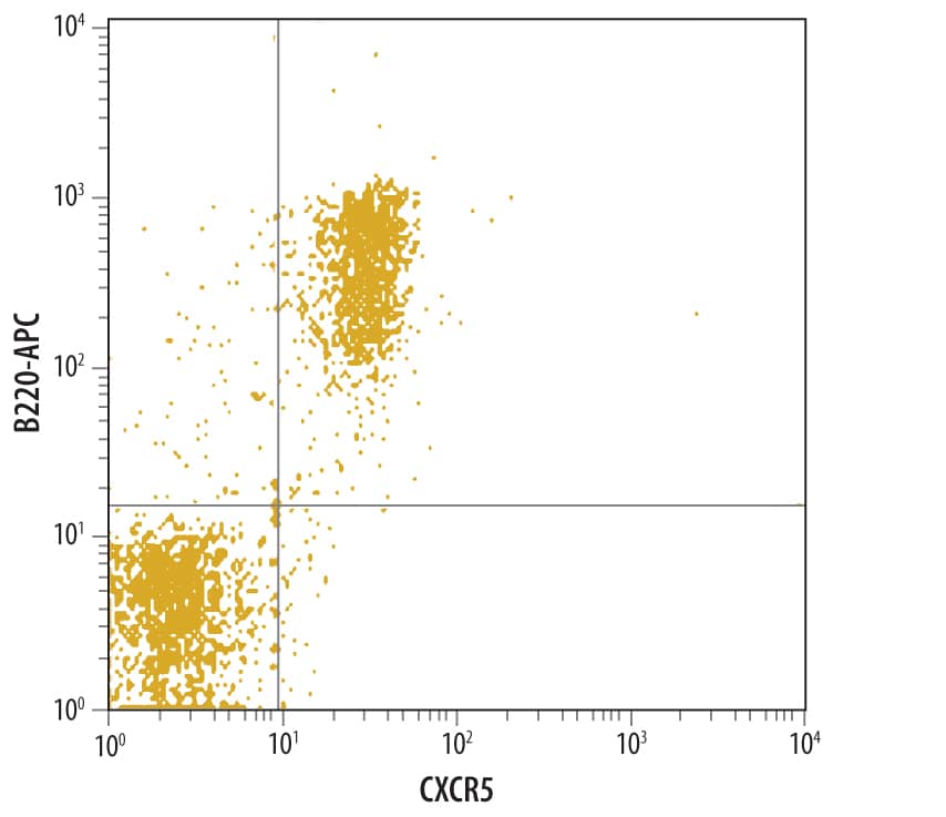 Mouse splenocytes were stained with Mouse CXCR5 Antigen Affinity-purified Polyclonal Antibody (Catalog # AF6198) followed by Fluorescein-conjugated Anti-Goat IgG Secondary Antibody (Catalog # F0109) and Mouse B220/CD45R APC-conjugated Monoclonal Antibody (Catalog # FAB1217A). Quadrant markers were set based on control antibody staining (Catalog # AB-108-C).