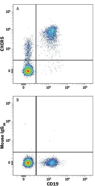 Human peripheral blood mononuclear cells (PBMCs) were stained with Mouse Anti-Human CD19 Fluorescein-conjugated Monoclonal Antibody (Catalog # FAB4867F) and either (A) Mouse Anti-Human CXCR5 APC-conjugated Monoclonal Antibody (Catalog # FAB190A) or (B) Mouse IgG2B control antibody (Catalog # IC0041A). View our protocol for Staining Membrane-associated Proteins.