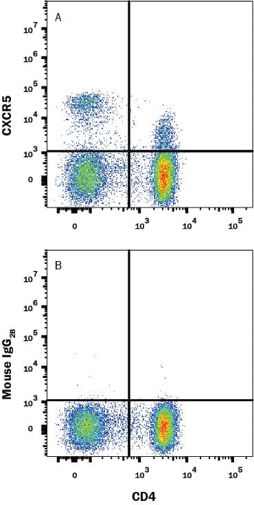 Human peripheral blood mononuclear cells (PBMCs) were stained with Mouse Anti-Human CD4 PE-conjugated Monoclonal Antibody (Catalog # FAB3791P) and either (A) Mouse Anti-Human CXCR5 APC-conjugated Monoclonal Antibody (Catalog # FAB190A) or (B) Mouse IgG2B isotype control antibody (Catalog # IC0041A). View our protocol for Staining Membrane-associated Proteins.