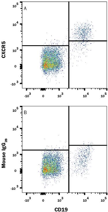 Human peripheral blood lymphocytes were stained with Mouse Anti-Human CD19 Fluorescein-conjugated Monoclonal Antibody (Catalog # FAB4867F) and either (A) Mouse Anti-Human CXCR5 PerCP-conjugated Monoclonal Antibody (Catalog # FAB190C) or (B) Mouse IgG2BPerCP Isotype Control (Catalog # IC0041C). View our protocol for Staining Membrane-associated Proteins.