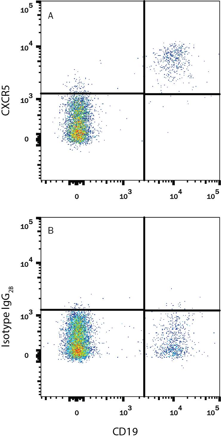 Human peripheral blood cells were stained with Mouse Anti-Human CD19 APC-conjugated Monoclonal Antibody (Catalog # FAB4867A) and either (A) Mouse Anti-Human CXCR5 Alexa Fluor® 488-conjugated Monoclonal Antibody (Catalog # FAB190G) or (B) Mouse IgG2B Alexa Fluor 488 Isotype Control (Catalog # IC0041G). View our protocol for Staining Membrane-associated Proteins.