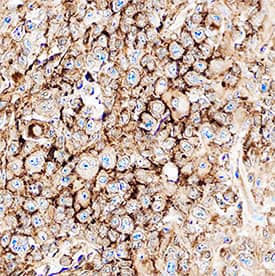 Immunohistochemistry CXCR5 Antibody (51505) [Unconjugated]