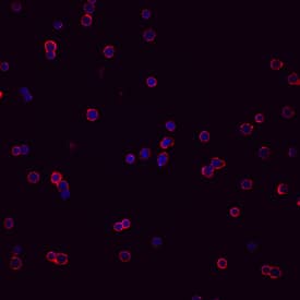 Immunocytochemistry CXCR5 Antibody (51505) [Unconjugated]