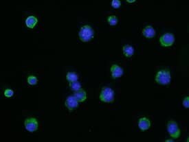 Immunocytochemistry CXCR5 Antibody (614641) [Unconjugated]