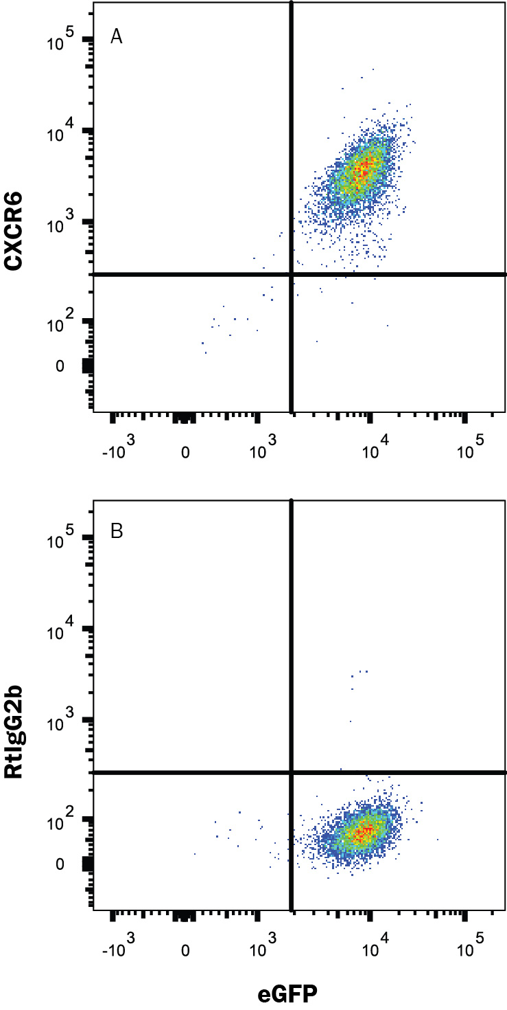 BaF3 mouse pro-B cell line transfected with mouse CXCR6 and eGFP was stained with and either (A) Rat Anti-Mouse CXCR6 Alexa Fluor® 647-conjugated Monoclonal Antibody (Catalog # FAB2145R) or (B) Rat IgG2B Alexa Fluor 647 Isotype Control (Catalog # IC013R). View our protocol for Staining Membrane-associated Proteins.