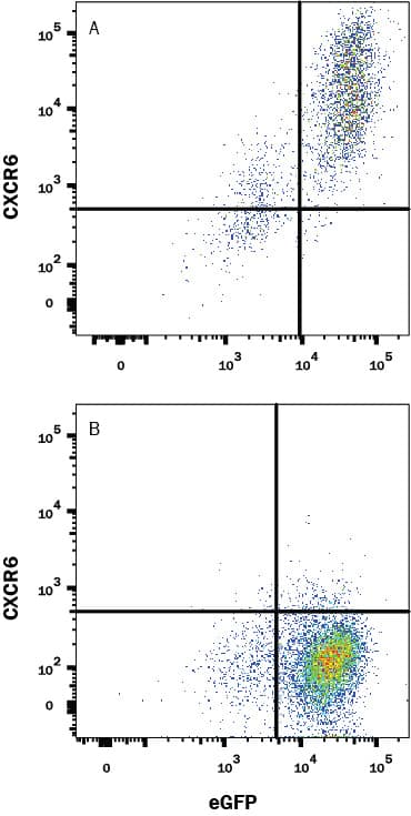 Flow Cytometry CXCR6 Antibody (56811) [Unconjugated]