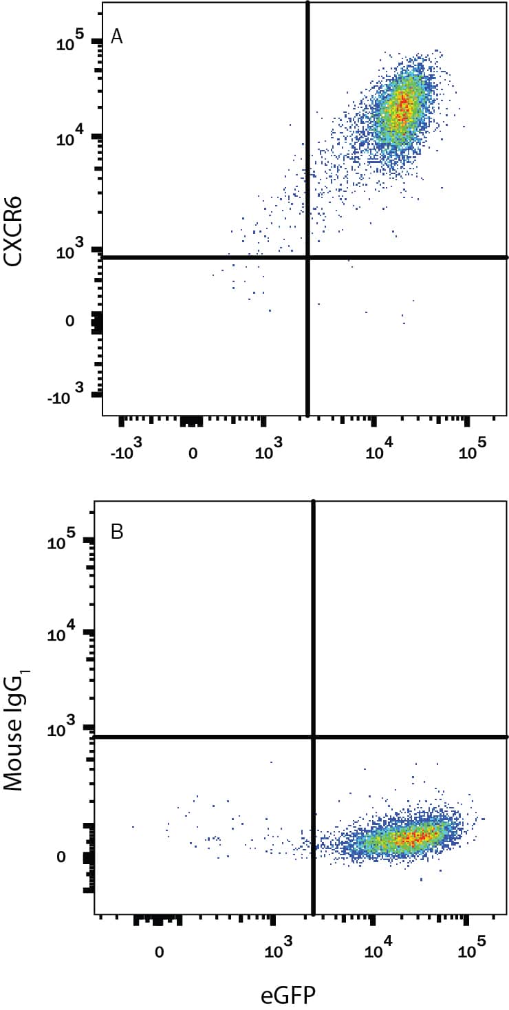 HEK293 human embryonic kidney cell line transfected with rat CXCR6 and eGFP was stained with either (A) Mouse Anti-Rat CXCR6 Monoclonal Antibody (Catalog # MAB8196) or (B) Mouse IgG1Isotype Control (Catalog # MAB002) followed by Allophycocyanin-conjugated Anti-Mouse IgG Secondary Antibody (Catalog # F0101B).