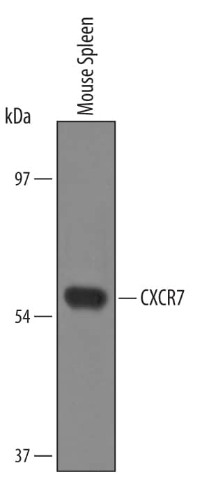 Western blot shows lysates of mouse spleen tissue. PVDF Membrane was probed with 1 µg/mL of Mouse CXCR7/RDC-1 Antigen Affinity-purified Polyclonal Antibody (Catalog # AF4227) followed by HRP-conjugated Anti-Sheep IgG Secondary Antibody (Catalog # HAF016). A specific band was detected for CXCR7/RDC-1 at approximately 60 kDa (as indicated). This experiment was conducted under reducing conditions and using Immunoblot Buffer Group 8.