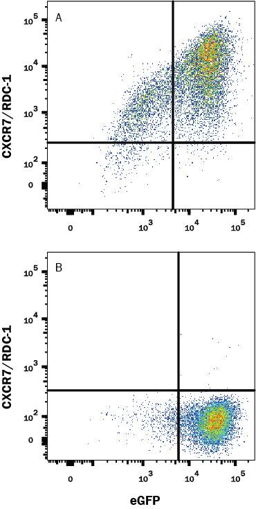 HEK293 human embryonic kidney cell line transfected with (A) human CXCR7/RDC-1 or (B) irrelevant transfectants and eGFP was stained with Mouse Anti-Human CXCR7/RDC-1 Monoclonal Antibody (Catalog # MAB42273R) followed by APC-conjugated Anti-Mouse IgG Secondary Antibody (Catalog # F0101B). Quadrant markers were set based on control antibody staining (Catalog # MAB002). View our protocol for Staining Membrane-associated Proteins.