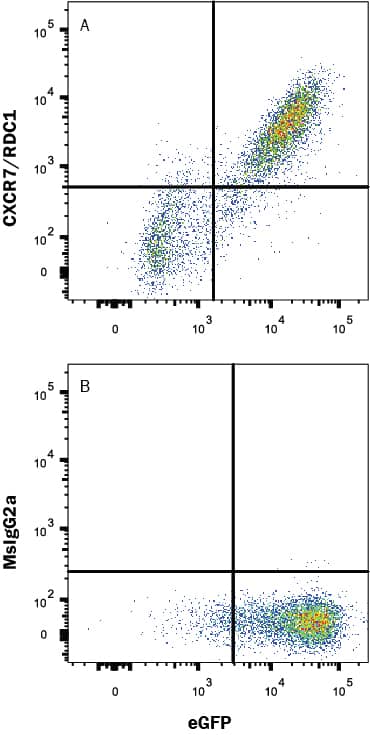 HEK293 human embryonic kidney cell line transfected with human CXCR7/RDC-1 and eGFP was stained with (A) Mouse Anti-Human CXCR7/RDC-1 Monoclonal Antibody (Catalog # MAB4227R) followed by APC-conjugated Anti-Mouse IgG Secondary Antibody(Catalog # F0101B). Quadrant markers were set based on control antibody staining (Catalog # MAB003). View our protocol for Staining Membrane-associated Proteins.