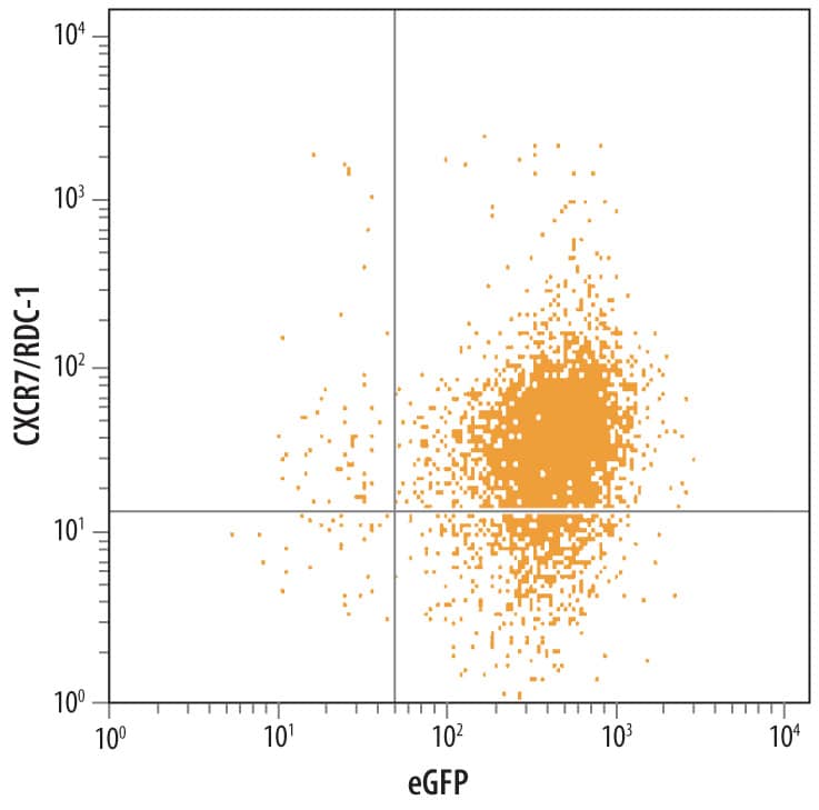 HEK293 human embryonic kidney cell line transfected with eGFP and Mouse CXCR7/RDC-1 were stained with Rat Anti-Mouse CXCR7/RDC‑1 Monoclonal Antibody (Catalog # MAB7167) followed by Allophycocyanin-conjugated-Anti-Rat IgM secondary antibody. Quadrant markers were set based on control antibody staining.