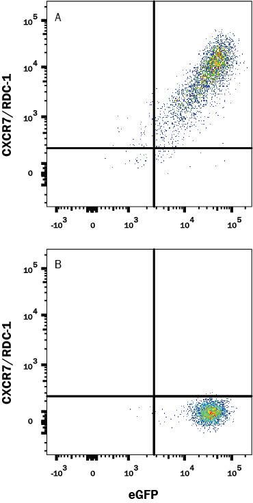 HEK293 human embryonic kidney cell line transfected with (A) rat CXCR7/RDC-1 or (B) irrelevant transfectants and eGFP was stained with Mouse Anti-Rat CXCR7/RDC-1 Monoclonal Antibody (Catalog # MAB8399R) followed by Allophycocyanin-conjugated Anti-Mouse IgG Secondary Antibody (Catalog # F0101B). Quadrant markers were set based on control antibody staining (Catalog # MAB003). View our protocol for Staining Membrane-associated Proteins.