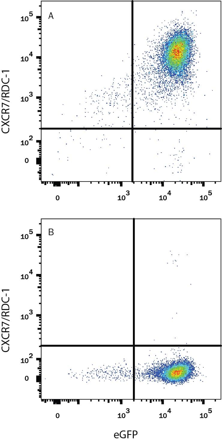 HEK293 human embryonic kidney cell line transfected with (A) rat CXCR7/RDC-1 or (B) irrelevant transfectants and eGFP was stained with Mouse Anti-Rat CXCR7/RDC-1 Monoclonal Antibody (Catalog # MAB8399) followed by Allophycocyanin-conjugated Anti-Mouse IgG Secondary Antibody (Catalog # F0101B). Quadrant markers were set based on control antibody staining (Catalog # MAB003).