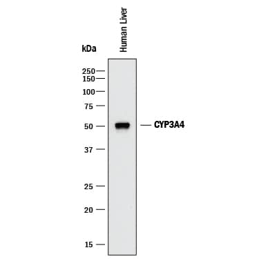 Western Blot Cytochrome P450 3A4 Antibody (946002) [Unconjugated]