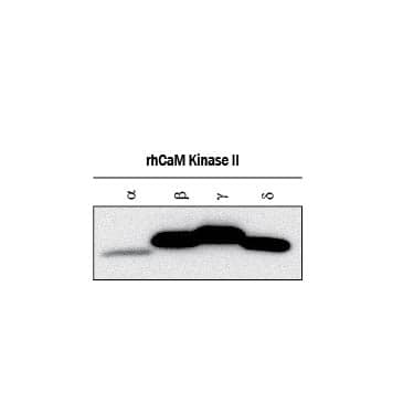 Western blot shows lysates of recombinant human CaM Kinase II a, recombinant human CaM Kinase II  beta , recombinant human CaM Kinase II gamma, and recombinant human CaM Kinase II d. PVDF membrane was probed with 1 µg/mL of Mouse Anti-Human/Mouse/Rat CaM Kinase II Pan Specific Monoclonal Antibody (Catalog # MAB7280) followed by HRP-conjugated Anti-Sheep IgG Secondary Antibody (Catalog # HAF016). This experiment was conducted under reducing conditions and using Immunoblot Buffer Group 1.