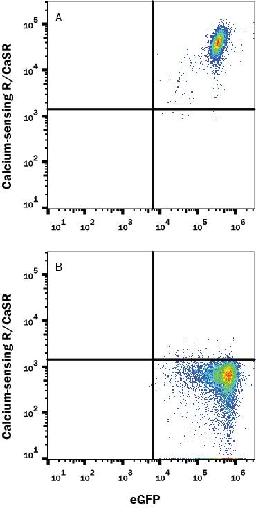 HEK293 human embryonic kidney cell line transfected with either (A) human Calcium-sensing R/CaSR or (B) irrelevant transfectants and eGFP was stained with Mouse Anti-Human Calcium-sensing R/CaSR Monoclonal Antibody (Catalog # MAB9608) followed by Allophycocyanin-conjugated Anti-Mouse IgG Secondary Antibody (Catalog # F0101B). Quadrant markers were set based on control antibody staining (Catalog # MAB003). View our protocol for Staining Membrane-associated Proteins.