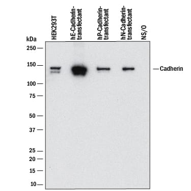 Western blot shows lysates of HEK293T human embryonic kidney cell line mock transfected or transfected with human E-Cadherin and NS0 mouse myeloma cell line transfected with Human P-Cadherin, N-Cadherin, or mock transfected. PVDF membrane was probed with 1 µg/mL of Mouse Anti-Human/Mouse Cadherin Pan Specific Monoclonal Antibody (Catalog # MAB18385) followed by HRP-conjugated Anti-Mouse IgG Secondary Antibody (HAF018). A specific band was detected for Cadherin at approximately 135 kDa (as indicated). This experiment was conducted under reducing conditions and using Immunoblot Buffer Group 1.