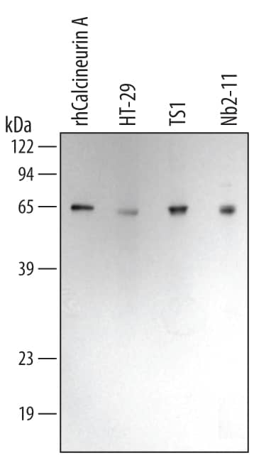 Western Blot Calcineurin A Antibody (302202)