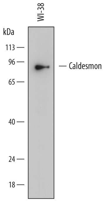 Western blot shows lysates of WI-38 human lung fibroblast cell line. PVDF membrane was probed with 2 µg/mL of Mouse Anti-Human Caldesmon/CALD1 Monoclonal Antibody (Catalog # MAB7569) followed by HRP-conjugated Anti-Mouse IgG Secondary Antibody (HAF018). A specific band was detected for Caldesmon/CALD1 at approximately 80 kDa (as indicated). This experiment was conducted under reducing conditions and using Immunoblot Buffer Group 1.