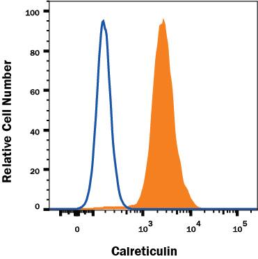 HeLa human cervical epithelial carcinoma cell line was stained with Mouse Anti-Human Calreticulin Monoclonal Antibody (Catalog # MAB38981, filled histogram) or isotype control antibody (Catalog # MAB0041, open histogram), followed by Allophycocyanin-conjugated Anti-Mouse IgG Secondary Antibody (Catalog # F0101B). To facilitate intracellular staining, cells were fixed with Flow Cytometry Fixation Buffer (Catalog # FC004) and permeabilized with Flow Cytometry Permeabilization/Wash Buffer I (Catalog # FC005). View our protocol for Staining Intracellular Molecules.