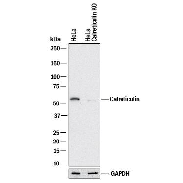 <b>Genetic Strategies Validation. </b>Western blot shows lysates of HeLa human cervical epithelial carcinoma parental cell line and Calreticulin knockout HeLa cell line (KO). PVDF membrane was probed with 0.5 µg/mL of Mouse Anti-Human/Mouse/Rat Calreticulin Monoclonal Antibody (Catalog # MAB38981) followed by HRP-conjugated Anti-Mouse IgG Secondary Antibody (Catalog # HAF018). A specific band was detected for Calreticulin at approximately 55 kDa (as indicated) in the parental HeLa cell line, but is not detectable in knockout HeLa cell line. GAPDH (Catalog # MAB5718) is shown as a loading control. This experiment was conducted under reducing conditions and using Immunoblot Buffer Group 1.