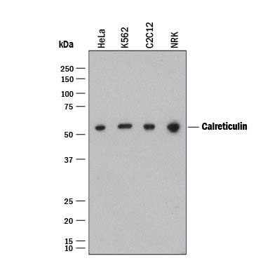 Western blot shows lysates of HeLa human cervical epithelial carcinoma cell line, K562 human chronic myelogenous leukemia cell line, C2C12 mouse myoblast cell line, and NRK rat normal kidney cell line. PVDF membrane was probed with 0.5 µg/mL of Mouse Anti-Human Calreticulin Monoclonal Antibody (Catalog # MAB38981) followed by HRP-conjugated Anti-Mouse IgG Secondary Antibody (Catalog # HAF018). A specific band was detected for Calreticulin at approximately 55 kDa (as indicated). This experiment was conducted under reducing conditions and using Immunoblot Buffer Group 1.