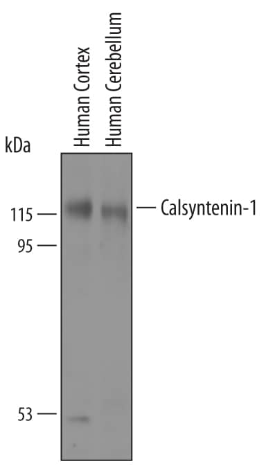 Western Blot Calsyntenin-1 Antibody