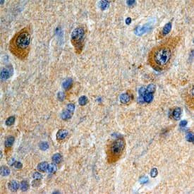 Immunohistochemistry Calsyntenin-2 Antibody