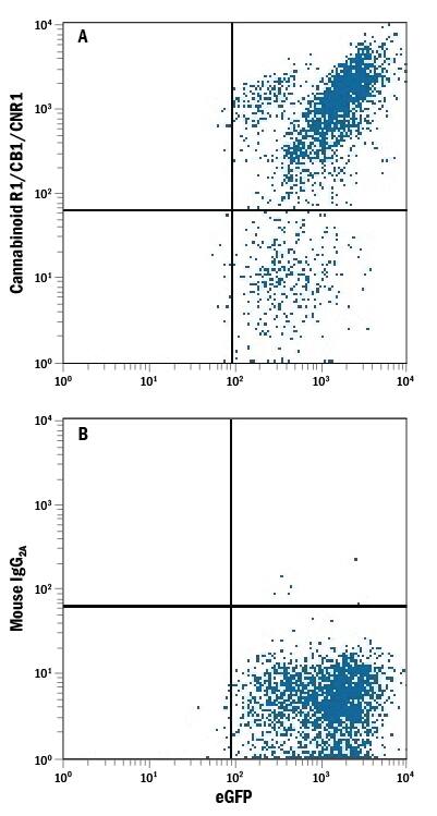 NS0 mouse myeloma cell line transfected with human Cannabinoid R1/CB1/CNR1 and eGFP was stained with either (A) Mouse Anti-Human Cannabinoid R1/CB1/CNR1 APC-conjugated Monoclonal Antibody (Catalog # FAB3834A) or (B) Mouse IgG2AAllophycocyanin Isotype Control (Catalog # IC003A). View our protocol for Staining Membrane-associated Proteins.