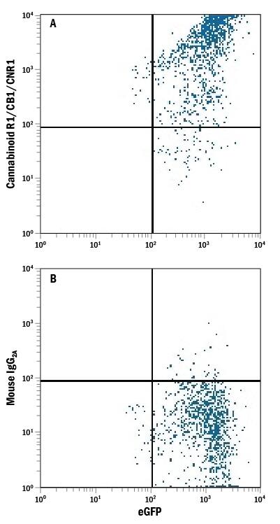 NS0 mouse myeloma cell line transfected with human Cannabinoid R1/CB1/CNR1 and eGFP was stained with either (A) Mouse Anti-Human Cannabinoid R1/CB1/CNR1 PE-conjugated Monoclonal Antibody (Catalog # FAB3834P) or (B) Mouse IgG2APhycoerythrin Isotype Control (Catalog # IC003P). View our protocol for Staining Membrane-associated Proteins.