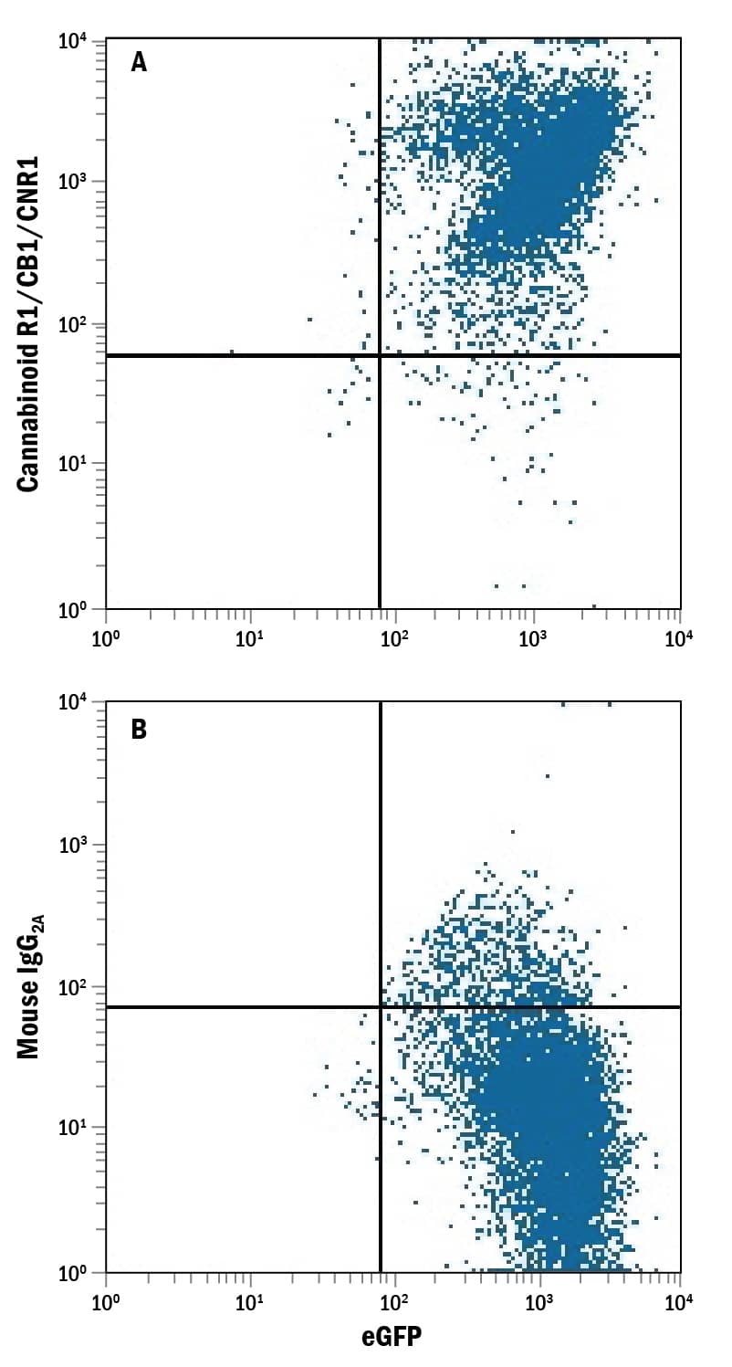 NS0 mouse myeloma cell line transfected with human Cannabinoid R1/CB1/CNR1 and eGFP was stained with and either (A) Mouse Anti-Human Cannabinoid R1/CB1/CNR1 Monoclonal Antibody (Catalog # MAB3834) or (B) Mouse IgG2AIsotype Control (Catalog # MAB003) followed by Phycoerythrin-conjugated Anti-Mouse IgG Secondary Antibody (Catalog # F0102B).