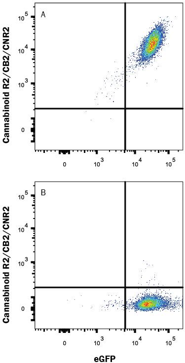 HEK293 human embryonic kidney cell line transfected with either (A) human Cannabinoid R2/CB2/CNR2 or (B) irrelevant transfectants and eGFP was stained with Mouse Anti-Human Cannabinoid R2/CB2/CNR2 Alexa Fluor® 647-conjugated Monoclonal Antibody (Catalog # FAB36551R). Quadrant markers were set based on control antibody staining (Catalog # <a class=
