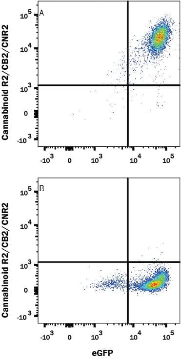 HEK293 human embryonic kidney cell line transfected with either (A) human Cannabinoid R2/CB2/CNR2 or (B) irrelevant transfectants and eGFP was stained with Mouse Anti-Human Cannabinoid R2/CB2/CNR2 Monoclonal Antibody (Catalog # MAB36551R) followed by Allophycocyanin-conjugated Anti-Mouse IgG Secondary Antibody (Catalog # F0101B). Quadrant markers were set based on control antibody staining (Catalog # MAB0041). View our protocol for Staining Membrane-associated Proteins.