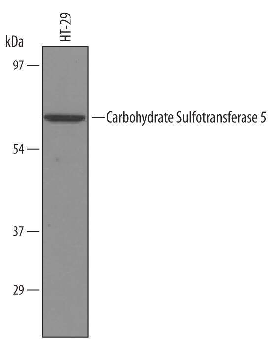 Western Blot Carbohydrate Sulfotransferase 5/CHST5 Antibody