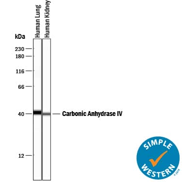 Simple Western lane view shows lysates of human lung tissue and human kidney tissue, loaded at 0.2 mg/mL. A specific band was detected for Carbonic Anhydrase IV/CA4 at approximately 40 kDa (as indicated) using 10 µg/mL of Goat Anti-Human Carbonic Anhydrase IV/CA4 Antigen Affinity-purified Polyclonal Antibody (Catalog # AF2186) followed by 1:50 dilution of HRP-conjugated Anti-Goat IgG Secondary Antibody (HAF109). This experiment was conducted under reducing conditions and using the 12-230 kDa separation system.