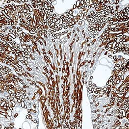 Immunohistochemistry Carbonic Anhydrase IV/CA4 Antibody [Unconjugated]