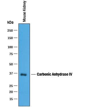 Western Blot Carbonic Anhydrase IV/CA4 Antibody [Unconjugated]