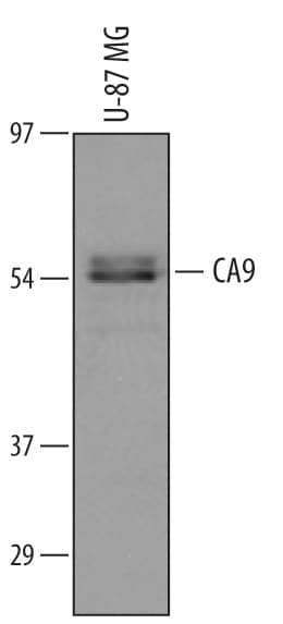Western blot shows lysates of U-87 MG human glioblastoma/ astrocytoma cell line. PVDF membrane was probed with 1 µg/mL of Goat Anti-Human Carbonic Anhydrase IX/CA9 Antigen Affinity-purified Polyclonal Antibody (Catalog # AF2188) followed by HRP-conjugated Anti-Goat IgG Secondary Antibody (HAF109). A specific band was detected for Carbonic Anhydrase IX/CA9 at approximately 58 kDa (as indicated). This experiment was conducted under reducing conditions and using Immunoblot Buffer Group 8.