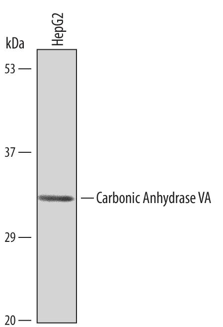 Western Blot Carbonic Anhydrase VA/CA5A Antibody