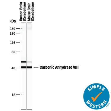 Simple Western Carbonic Anhydrase VIII/CA8 Antibody [Unconjugated]